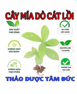 combo 10 nhánh cây mía dò cát lồi giống