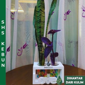 Home Decoration Flower Glass Vase with Wooden Rack Pasu Kaca dan Rak Kayu SHS KEBUN