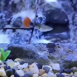 Aquarium Assorted Mindoro Pebbles River Stone  lava rock stone
