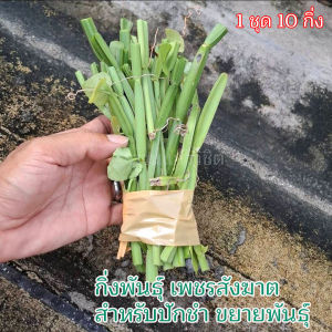 กิ่งพันธุ์เพชรสังฆาต 1 ชุด 5 กิ่ง กิ่งล่ะ 3ข้อตา เพื่อขยายพันธุ์โดยเฉพาะ แถม 5 กิ่ง รวมเป็น 10 กิ่ง