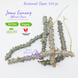 Brotowali Segar / Bratawali Segar 500gr Asli Gunung - Sapih Anak
