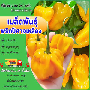 50 เมล็ด เมล็ดพันธุ์พริกปีศาจเหลือง พริกเหลือง โคตรเผ็ด  ซองใหญ่ ความเผ็ดของ "ปีศาจเหลือง"!