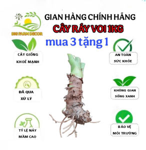 1 cây ráy voi lớn mua 3 tặng 1