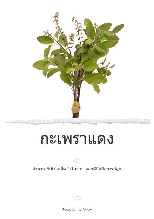 เมล็ดพันธุ์กะเพราแดง พันธุ์พื้นบ้าน งอกดี