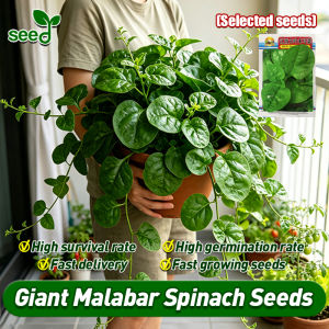[Selected Seeds] 150pcs/pack High Yield Giant Malabar Spinach Seeds for Planting Vegetables - Green Big Malabar Spinach Vegetable Seeds for Gardening Alugbati Gynura Cusimbua Spinach Live Plant Balcony Potted Veggie Seeds Bonsai Vegetable Plants Seedlings