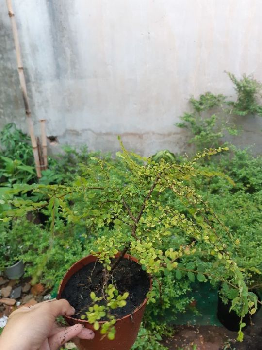 c%C3%A2y%20s%C6%A1n%20li%E1%BB%85u%20gi%E1%BB%91ng%20-%20Image%208