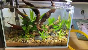 Sacesr Wood N1N Landscaping Fish Tank Ornament Tank Background Reptile Driftwood Natural Trunk Cuckoo Root Plant Stump 8N6Y2