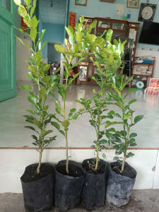 Cây chanh thái. 9 THÁNG. 50K