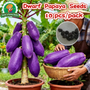100% Authentic 10pcs High Yield Purple Papaya Seeds Sweet Red Lady Dwarf Papaya Seeds Bonsai Papaya Seeds for Planting Vegetable Plants Dwarf Purple Papaya Plant Fruit Seeds Fruit Bearing Tree Seedlings Indoor and Outdoor Real Plant Red Lady Papaya Seeds