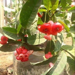 Bibit Jambu Air Kancing Merah Kualitas Unggul hasil STEK OKULASI Termurah