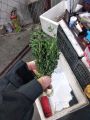 Lá Thyme tươi fresh leaves Tươi Trồng 10/50/100g. 