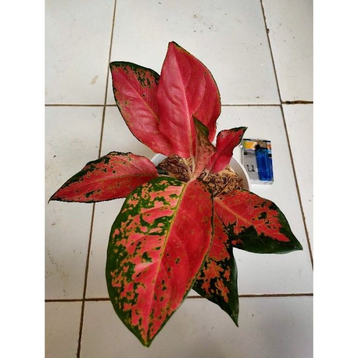 Yuliya Tixomirova bilan porno onlayn tomosha qiling