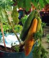 " Gói 120 "Hạt Giống Đu Đủ Lùn Cao Sản Phuket Thái Lan Siêu Ngọt [Seeds]. 