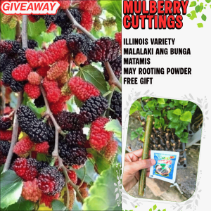 MULBERRY PLANTS HEALTHY Cuttings with freebies– Great for Backyard Harvests