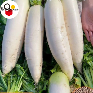 SNOW WHITE RADISH VEGETABLE SEEDS (200 seeds)