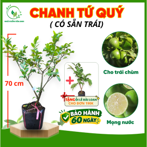 Cây Giống Chanh Tứ Quý [ CÓ SẴN TRÁI] – Chanh Bông Tím Chuẩn Giống - Cây Trồng Chậu - Dễ Trồng - Cây Giống Vân Anh