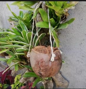 LLCs COCONUT HUSK CUT VARIATION  CHIPS CUBE FIBER PACK 100G