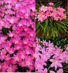 Combo 20 Củ  hoa huệ mưa hoa màu hồng(củ tóc tiên )