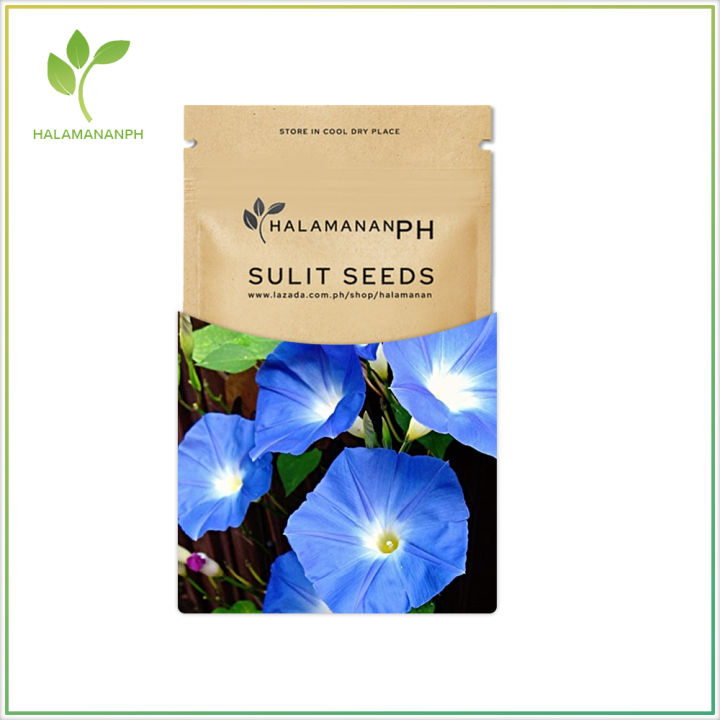 MORNING GLORY HEAVENLY BLUE FLOWER SEEDS SULIT SEED PACK [Halamanan