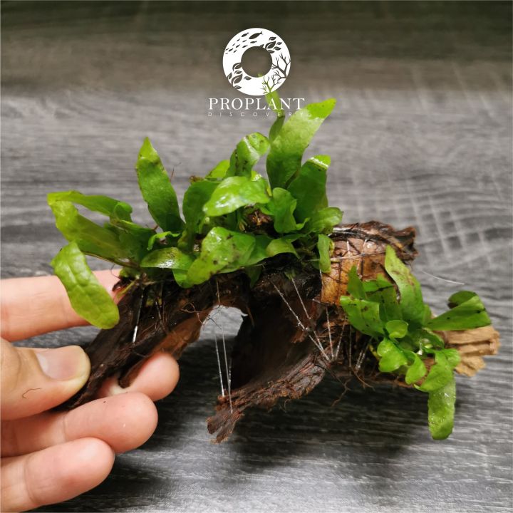 🔥 Mini Java Fern 🔥 Microsorum pteropus 'Petite' ( Low Tech Plant ...