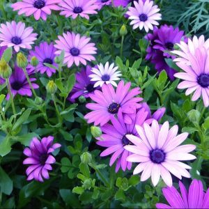 Hạt giống cúc châu phi - 50 hạt