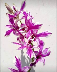 Denro chớp chuồn xổ 5%