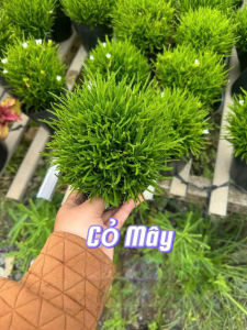 cây cỏ mây trang trí sân vườn  nhà cửa