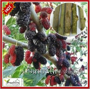 5 กิ่ง/ชุด (ตัดสด ยาว 20 ซม.) กิ่งหม่อนไทย กิ่งมัลเบอร์รี่ มัลเบอร์รี่ กิ่งมัลเบอร์เบอรี่ หม่อน กิ่งหม่อน