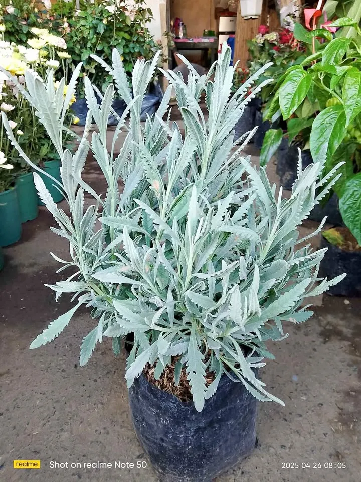 Buy 1 Take 1 MOTHER LAVENDER (Herbal Plant - HALAMAN na hindi Seeds) with  FREE garden soil. | Lazada PH