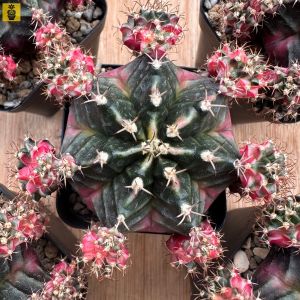 Gymnocalycium Mihanovichii. ID: Bubble Gum / Gymnocalycium Variegated / Cactus Succulents