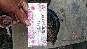 Sumatra anak pride of Sumatra/red