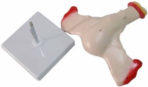 Human Uterus and Ovary Model Female Reproductive Organ Model Medical Teaching Anatomical Gynecology Doctor Patient Communication Simulation