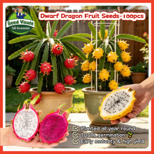 Fast Growing 100pcs Dwarf Dragon Fruit Seeds for Sale Sweet Red Pitaya Seeds for Planting Fruits Bonsai Dragon Fruit Plant Fruit Bearing Tree Seeds Real Dragon Fruit Seedlings High Yield Yellow Dragon Fruit Seed Bonsai Tree Live Plants Fresh Pitaya Fruit