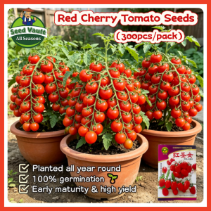 Fast Growing 300pcs Fresh Red Cherry Tomato Seeds for Planting Fruit Plants High Yield Dwarf Cherry Tomato Organic Sweet Cherry Tomato Vegetables Seeds for Gardening Balcony Bonsai Cherry Tomato Seedlings Cherry Tomato Live Plant Fruit Seeds Easy To Grow