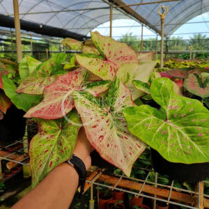 TKL - [Big Size] Caladium Strawberry Star/Lemon Blush/Super Daging White Urut Daging Putih/Mongkol