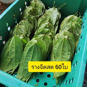 ราชาแห่งการถอนพิษ ใบรางจืด ว่านรางจืดใบสด60 ใบ  เก็บสด ปลอดสารพิษ  ใบสดเก็บสดตามออเดอร์