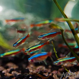 【Sus Aquatic】WILD CARDINAL TETRA - 野生宝莲灯【2.5cm】