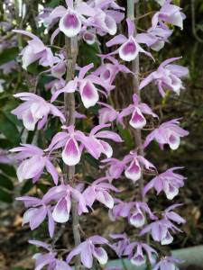 อันเมนเตอร์ กล้วยไม้ (โอโน่xสายน้ำผึ้งไทย) 🌸 ติดไม้ 6 นิ้ว 4-6 ต้น ออกดอก เมษา-พ.ค. กล้วยไม้ป่าแท้ กล้วยไม้ป่าหอม กล้วยไม้ป่าขวด /Taeng Suan shop