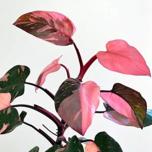 Philodendron Pink Princess -  - Pokok Philodendron Puteri Merah Jambu - गुलाबी राजकुमारी फिलोडेंड्रोन Pink Princess – Rare Pink Variegation Collectors Aroid Stylish Indoor Plant Easy Climber Tropical Favorite LIVE PLANT