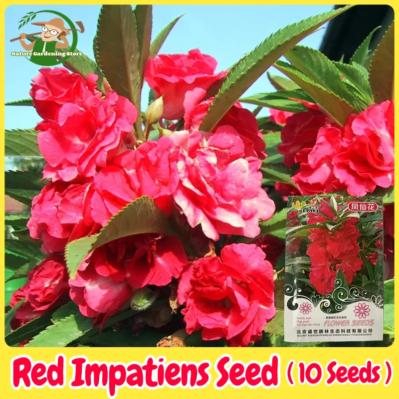 100% Legit Red Impatiens Flower Seeds for Planting & Gardening (High  Germination - 10 Seeds) Double Petals