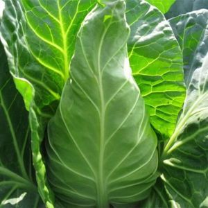 [ สายพันธุ์ใหม่ที่มีจำหน่าย ] หัวกะหล่ำปลีหัวใจเนื้อขนาดใหญ่พิเศษ ทนความร้อนและความเย็น ผักสำหรับฤดูใบไม้ผลิและฤดูใบไม้ร่วง