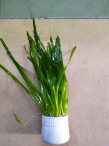 Cây Hẹ Nước Thủy Sinh Lựa Chọn Hoàn Hảo Cho Bể Cá Cảnh