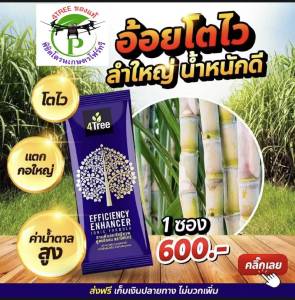 4Tree​ของแท้ โฟร์​ทรี​  1 - 10 ซอง สารเสริมประสิทธิภาพพืชสูตรอิออน ช่วยเร่งราก พืชโตเร็ว ทำให้พืชเขียวนาน ใช้ได้กับพืชทุกชนิด นวัตกรรมใหม่จากประเทศอิสราเอลของแท้100%