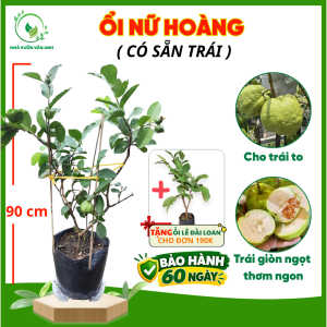 Cây giống Ổi Nữ Hoàng [ SIZE TO CÓ SẴN TRÁI] - Cây Rễ Khỏe -  Cây Trồng Chậu – Cây Giống Vân Anh