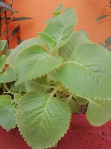 Karpooravalli Herb Plant / Mexican Mint Plant / Oregano (Buy 1 Free 1 + Planting Pot)