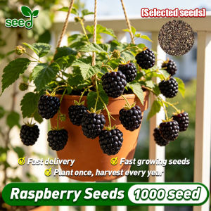 1000pcs/pack Black Raspberry Seeds for Planting Fruit - Original Raspberry Fruit Seeds Dwarf Raspberry Fruit Bearing Trees in Pots Home Potted Bonsai Raspberry Live Plant Indoor Real Raspberry Plants Sweet Raspberry Seedlings Easy To Grow in Philippines