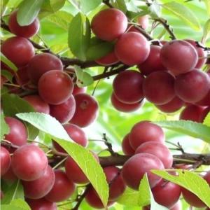 Ophiopogon calcium seedlings  farmer large watering planting technology