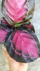 SOV Calathea Brilliance Red Calathea Plant Prayer Plant Indoor Plant Easy Care Plant Pokok Hidup Insta Plant