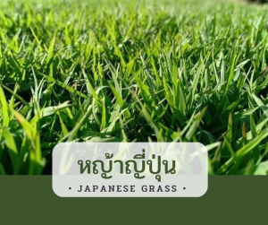 หญ้าจริง แผ่นหญ้า ปูพื้นสนามจัดสวน 50x100 cm (Real Grass ) พร้อมปลูก