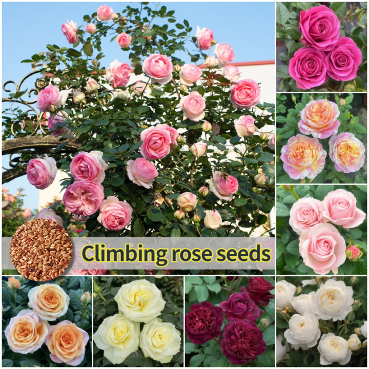 [Easy to grow in the Philippines] 70pcs Mixed Color Climbing Rose Seeds ...